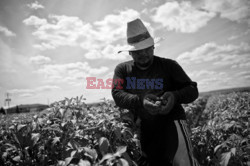 Migrant Workers in the USA