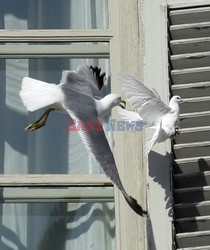 Gołąb i mewa w oknie papieża Benedykta XVI