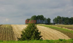 Wielkopolska Marek Bazak