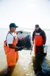 Hog Island Oyster Company