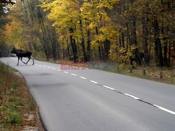 Puszcza Kampinoska KCh