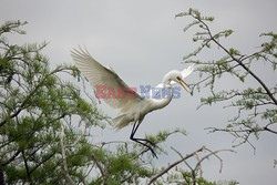 Mary Evans - Ardea HD Sept 2014