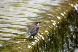 Mary Evans - Ardea HD Sept 2014