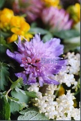 Smak kwiatów - Sunray Photo