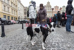 Manifestacje KOD