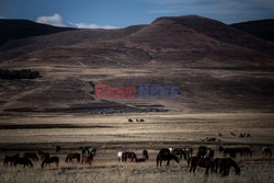 Wyścigi konne w Lesotho