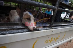 Zabłąkane psy w Yangon - AFP