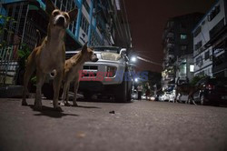 Zabłąkane psy w Yangon - AFP