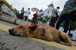 Zabłąkane psy w Yangon - AFP