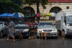 Zabłąkane psy w Yangon - AFP