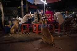 Zabłąkane psy w Yangon - AFP