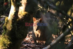 Diabły i pademelony - zwierzeta Tasmanii