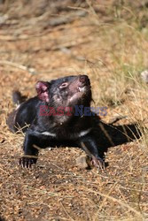 Diabły i pademelony - zwierzeta Tasmanii