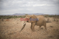 Rezerwat Samburu w Kenii - Eyevine