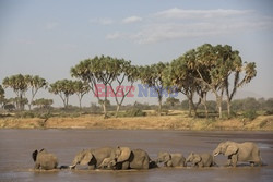 Rezerwat Samburu w Kenii - Eyevine