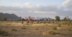 Rezerwat Samburu w Kenii - Eyevine