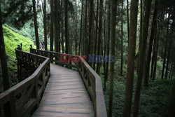 Park narodowy Alishan - Sipa