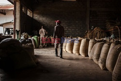 Produkcja kakao w Kongo - AFP
