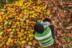 Produkcja kakao w Kongo - AFP