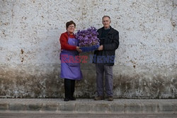 Zbieranie szafranu - AFP