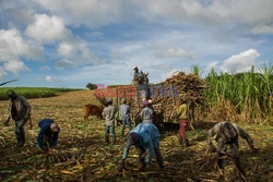 Zbiory trzciny cukrowej w Republice Dominikany