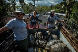 Żółwie słoniowe w Ekwadorze - NYT
