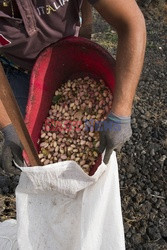 Uprawa orzeszków pistacjowych na Sycylii - Jahreszeiten Verlag