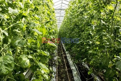 Uprawa roślin w Holandii - Hollandse Hoogte