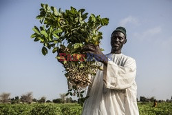 Produkcja żywności w Senegalu - Redux