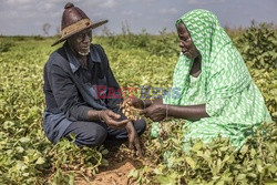 Produkcja żywności w Senegalu - Redux