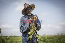 Produkcja żywności w Senegalu - Redux