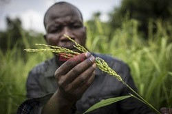 Produkcja żywności w Senegalu - Redux