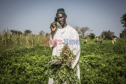 Produkcja żywności w Senegalu - Redux