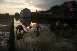 Indonezyjski teatr - Redux