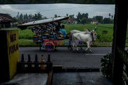 Indonezyjski teatr - Redux