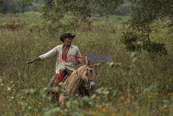 Kowboje z Mato Grosso - AFP