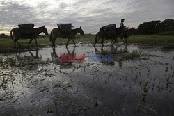 Kowboje z Mato Grosso - AFP