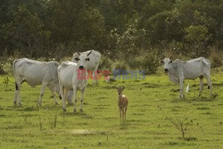 Kowboje z Mato Grosso - AFP