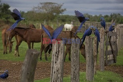 Kowboje z Mato Grosso - AFP