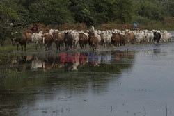 Kowboje z Mato Grosso - AFP