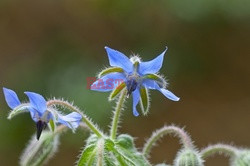 Bios Gardens ftp July 2017