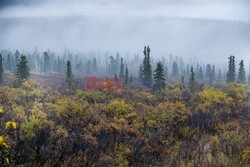 Park Narodowy Denali na Alasce - Redux