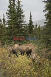 Park Narodowy Denali na Alasce - Redux