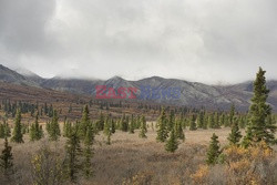 Park Narodowy Denali na Alasce - Redux