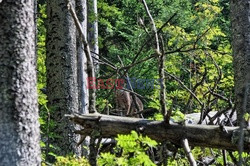 Polskie Tatry Albin Marciniak