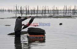 Farma ostryg - AFP