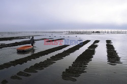 Farma ostryg - AFP