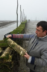 Farma ostryg - AFP