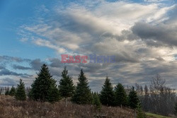 Świąteczne choinki w drodze do klientów - Redux