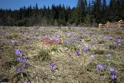 Polskie Tatry Albin Marciniak